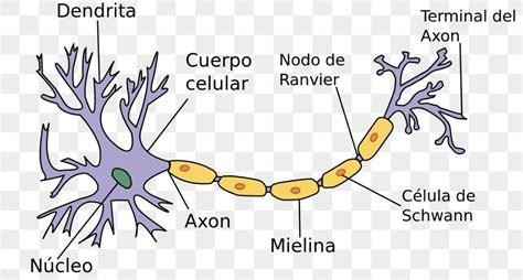 Dibujo de la neurona y sus partes para colorear - Brainly.lat: Dibujar Fácil, dibujos de Una Neurona Y Sus Partes, como dibujar Una Neurona Y Sus Partes paso a paso para colorear
