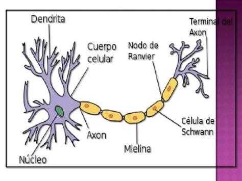 Neurona Y Sus Partes Para Colorear: Aprende como Dibujar y Colorear Fácil con este Paso a Paso, dibujos de Una Neurona Y Sus Partes, como dibujar Una Neurona Y Sus Partes para colorear