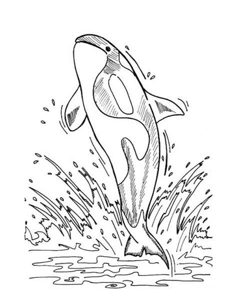 Dibujos para colorear orca - es.hellokids.com: Aprender como Dibujar Fácil, dibujos de Una Orca Realista, como dibujar Una Orca Realista paso a paso para colorear