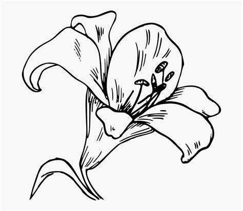 Una Orquidea Para Colorear . Transparent Cartoon. Free: Aprender como Dibujar Fácil con este Paso a Paso, dibujos de Una Orquidea, como dibujar Una Orquidea paso a paso para colorear