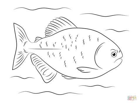 Red Bellied Piranha coloring page | Free Printable: Aprender como Dibujar Fácil, dibujos de Una Piraña Real, como dibujar Una Piraña Real paso a paso para colorear