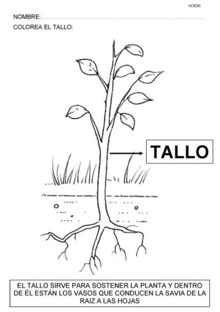 Plantas y sus fichas - Conocimientodelmedio: Dibujar Fácil, dibujos de Una Planta Con Sus Partes, como dibujar Una Planta Con Sus Partes paso a paso para colorear