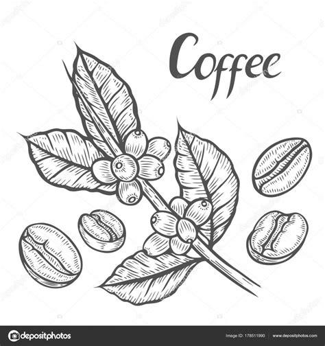 Rama planta de café — Archivo Imágenes Vectoriales: Dibujar y Colorear Fácil, dibujos de Una Planta De Cafe, como dibujar Una Planta De Cafe para colorear e imprimir