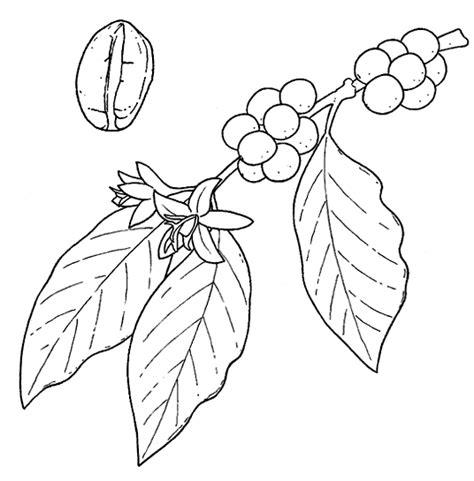 Midisegni.it - Dibujos para colorear | Planta de cafe: Aprender como Dibujar Fácil con este Paso a Paso, dibujos de Una Planta De Cafe, como dibujar Una Planta De Cafe para colorear