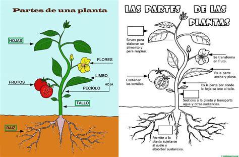 Partes de una planta para niños de Primaria - Web del maestro: Dibujar y Colorear Fácil con este Paso a Paso, dibujos de Una Planta De Estructura, como dibujar Una Planta De Estructura para colorear