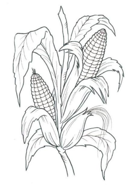RECURSOS y ACTIVIDADES para EDUCACIÓN INFANTIL con los: Aprende a Dibujar y Colorear Fácil con este Paso a Paso, dibujos de Una Planta De Maiz, como dibujar Una Planta De Maiz para colorear e imprimir