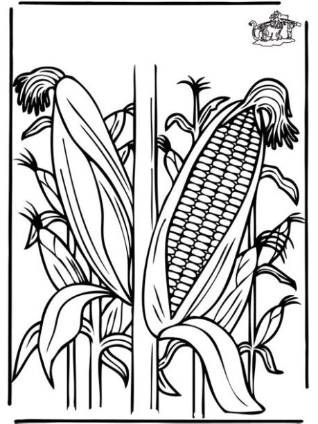 PLANTA DE MAIZ para colorear - Imagui: Dibujar y Colorear Fácil con este Paso a Paso, dibujos de Una Planta De Maiz, como dibujar Una Planta De Maiz paso a paso para colorear