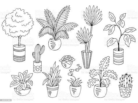 Dibujos De Plantas Y Flores: Aprende a Dibujar Fácil con este Paso a Paso, dibujos de Una Planta Realista, como dibujar Una Planta Realista paso a paso para colorear
