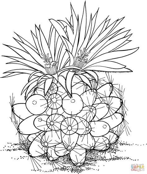 Escobaria missouriensis or Missouri foxtail cactus: Dibujar Fácil con este Paso a Paso, dibujos de Una Planta Realista, como dibujar Una Planta Realista para colorear