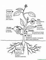 Partes de una planta para colorear - Web del maestro: Aprender a Dibujar Fácil, dibujos de Una Planta Y Sus Partes, como dibujar Una Planta Y Sus Partes para colorear e imprimir