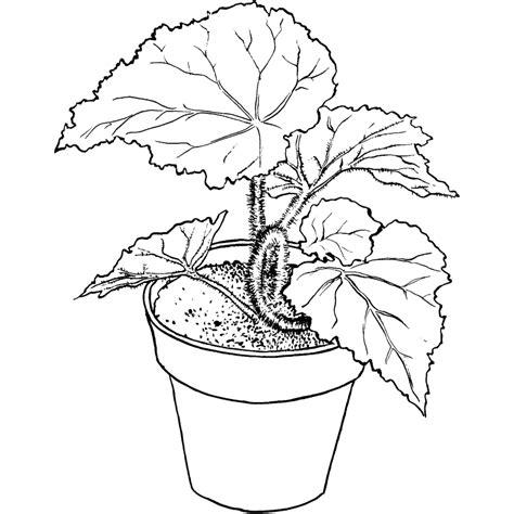 Plantas para colorear.: Dibujar y Colorear Fácil con este Paso a Paso, dibujos de Una Plantas, como dibujar Una Plantas para colorear