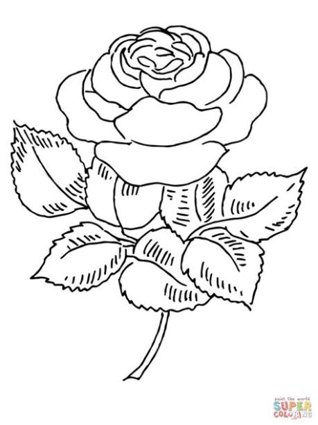 Dibujo de Rosa Abierta para colorear | Dibujos para: Dibujar Fácil, dibujos de Una Rosa Abierta, como dibujar Una Rosa Abierta paso a paso para colorear