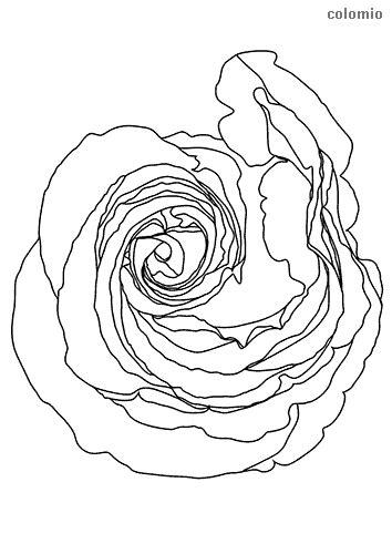 Dibujos de Rosas para colorear » Imágenes de Rosa para: Dibujar y Colorear Fácil, dibujos de Una Rosa Desde Arriba, como dibujar Una Rosa Desde Arriba para colorear e imprimir