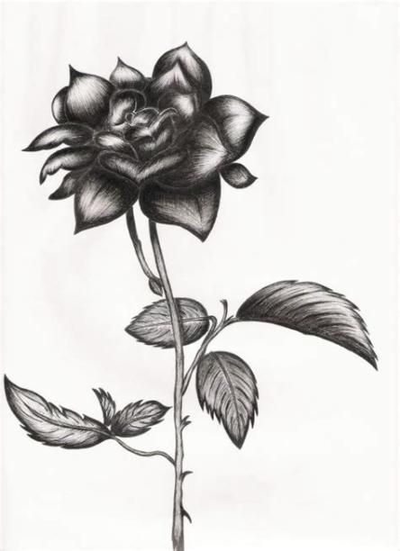 dibujo rosa negra - Buscar con Google: Dibujar y Colorear Fácil con este Paso a Paso, dibujos de Una Rosa Negra, como dibujar Una Rosa Negra paso a paso para colorear