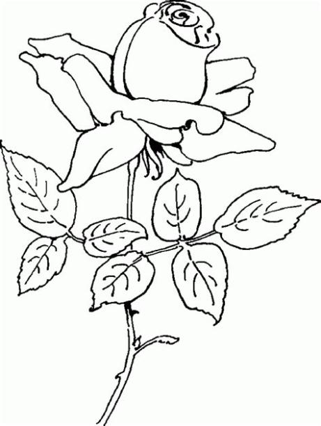Rosas rojas dibujos - Imagui: Dibujar Fácil, dibujos de Una Rosa Roja, como dibujar Una Rosa Roja paso a paso para colorear