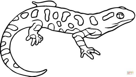 Dibujo de Salamandra de Motas Amarillas para colorear: Aprender como Dibujar Fácil, dibujos de Una Salamandra, como dibujar Una Salamandra para colorear e imprimir