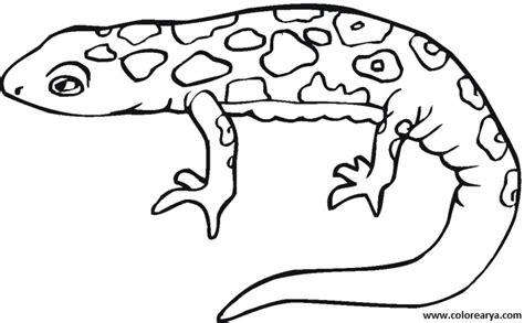 Dibujos para colorear y pintar para los niños: Dibujar Fácil, dibujos de Una Salamandra, como dibujar Una Salamandra paso a paso para colorear