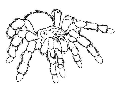 Resultado de imagen de la tarantula dibuix | Páginas para: Dibujar Fácil, dibujos de Una Tarantula, como dibujar Una Tarantula paso a paso para colorear