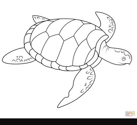 Dibujo de Tortuga de Mar para colorear | Dibujos para: Dibujar y Colorear Fácil con este Paso a Paso, dibujos de Una Tortuga Realista, como dibujar Una Tortuga Realista para colorear e imprimir