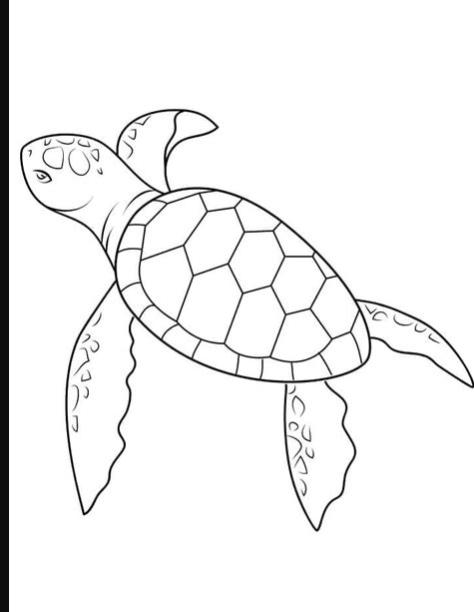 Coloring Pages for Kids: Aprende a Dibujar Fácil con este Paso a Paso, dibujos de Una Tortuga Realista, como dibujar Una Tortuga Realista para colorear