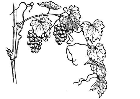 Dibujo para colorear Viña - Img 13075: Aprende como Dibujar Fácil con este Paso a Paso, dibujos de Una Viña, como dibujar Una Viña paso a paso para colorear