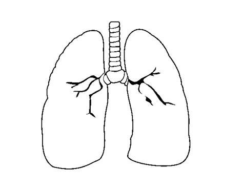 Imagen de pulmones humano para colorear - Imagui: Dibujar y Colorear Fácil con este Paso a Paso, dibujos de Unos Pulmones, como dibujar Unos Pulmones paso a paso para colorear