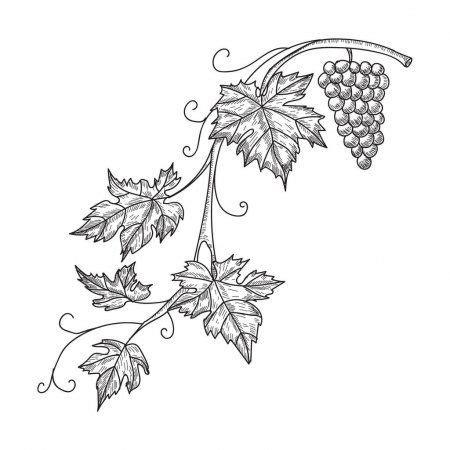 Mano dibujado vector ilustración de las uvas de la rama: Dibujar Fácil, dibujos de Uvas Realistas, como dibujar Uvas Realistas paso a paso para colorear