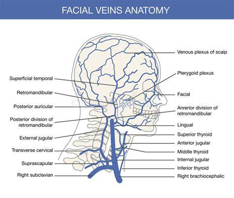 Arteria Facial Y Venas Sistema Circulatorio. Cabeza De: Dibujar Fácil, dibujos de Venas En La Cara, como dibujar Venas En La Cara para colorear