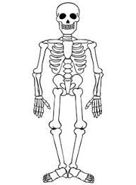 Dibujar Un Esqueleto Humano Fácil Paso a Paso