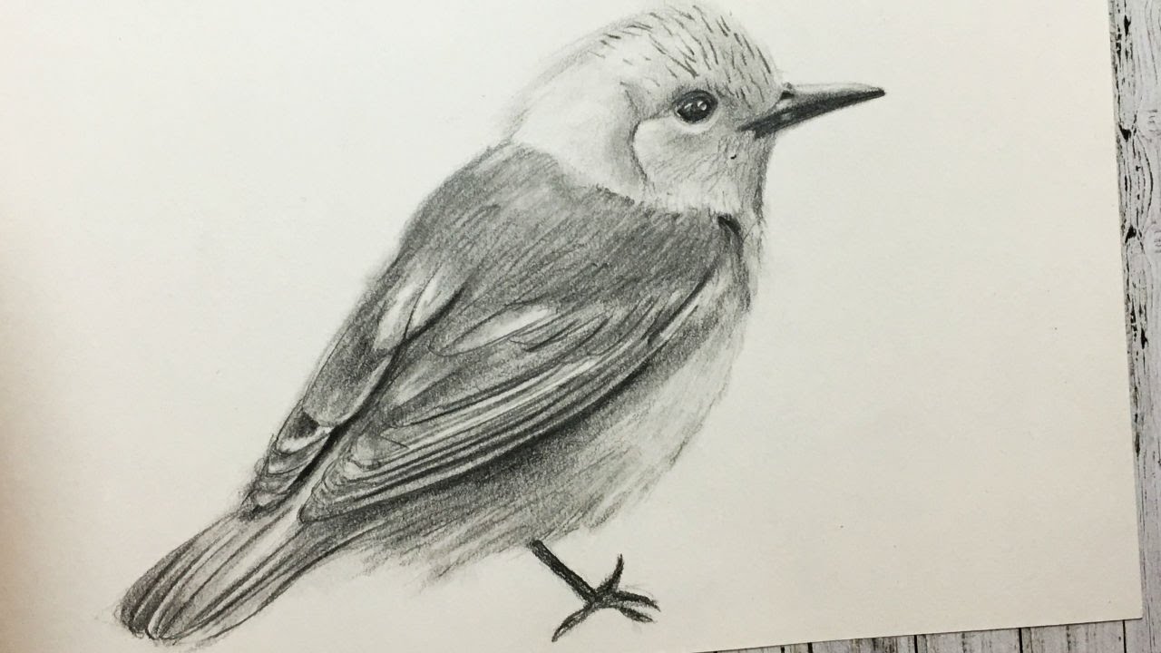 Cómo Dibujar Un Pájaro Realista Fácil Paso a Paso