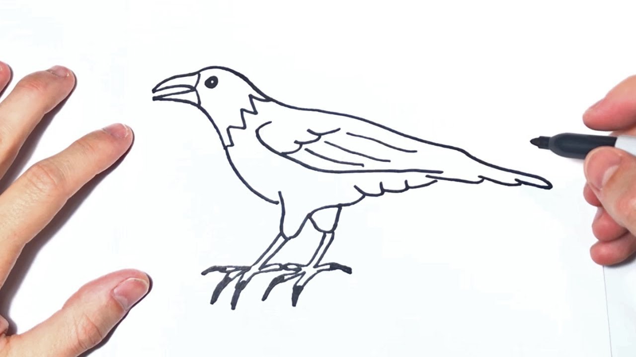 Dibujar Un Cuervo Fácil Paso a Paso
