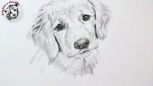 Dibujar Un Perro A Lápiz Paso a Paso Fácil