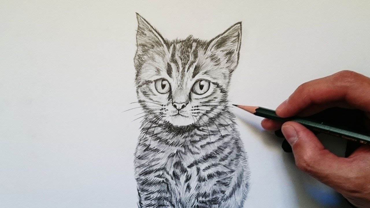 Cómo Dibuja Un Gato A Lápiz Paso a Paso Fácil