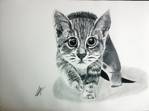Dibujar Un Gato En Blanco Y Negro Paso a Paso Fácil