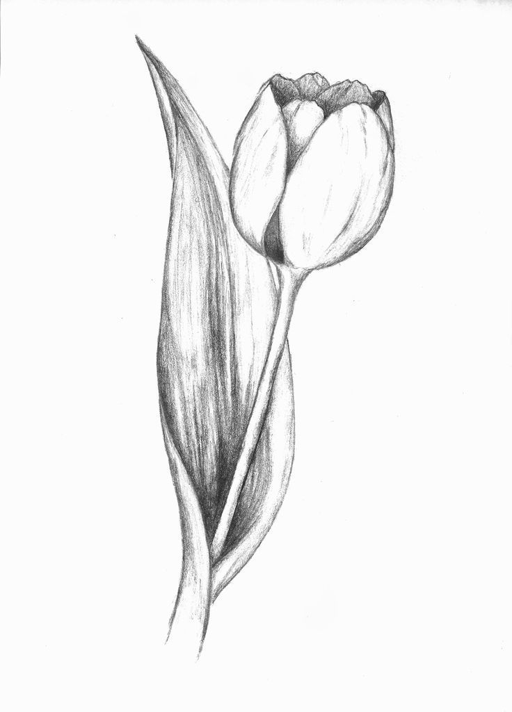 Cómo Dibujar Un Tulipán A Lápiz Paso a Paso Fácil