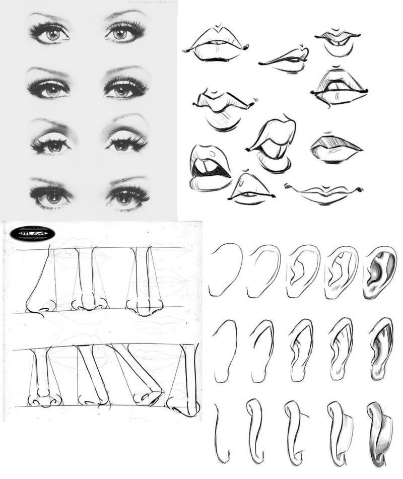 dibujar-las-partes-del-rostro  Aprender a dibujar rostros  Dibujar  rostros  Como aprender a dibujar, dibujos de Una Foto, como dibujar Una Foto paso a paso