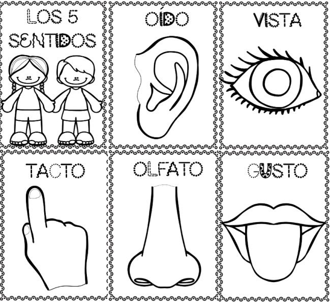 Dibujos de los cinco sentidos para colorear  Los sentidos para niños  Los  cinco sentidos en preescolar  Partes del cuerpo preescolar, dibujos de Los 5 Sentidos, como dibujar Los 5 Sentidos paso a paso