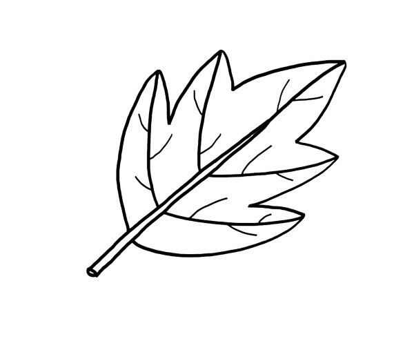Una hoja de árbol: dibujo para colorear e imprimir, dibujos de Hojas De Árboles, como dibujar Hojas De Árboles paso a paso