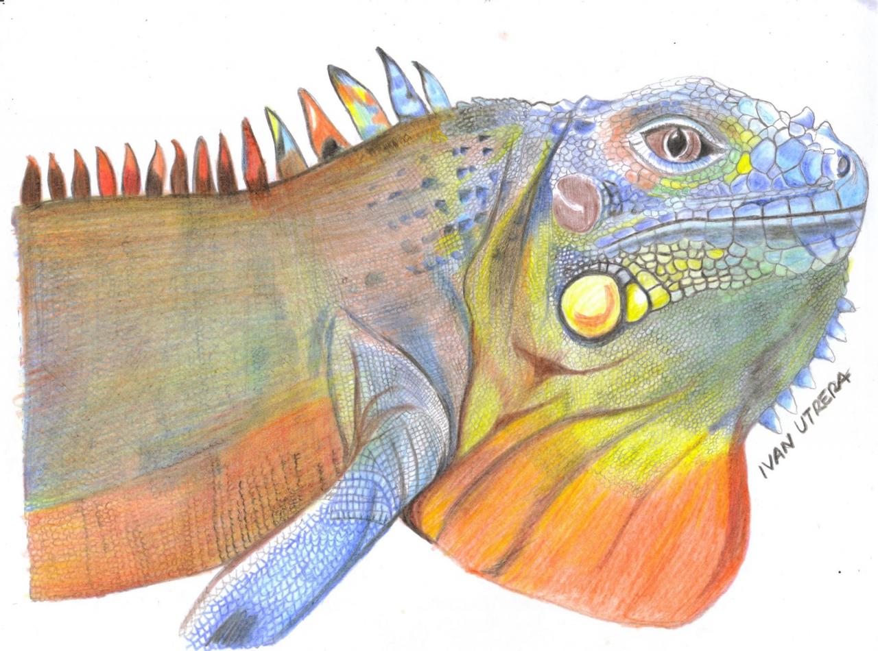 dibujo iguana en lapices de colores  Iguana  Lizard  Animals, dibujos de Una Iguana Multicolor, como dibujar Una Iguana Multicolor paso a paso