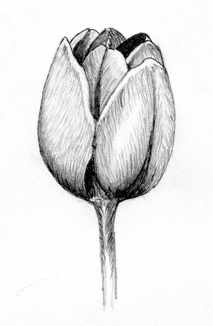 tulipanes dibujo grafito - Buscar con Google  Tulipanes dibujo  Flores  dibujadas a lapiz  Dibujos, dibujos de Un Tulipán A Lápiz, como dibujar Un Tulipán A Lápiz paso a paso