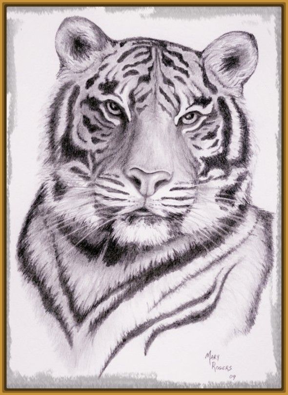 Imagenes para Dibujar de Tigres: Encuentra en este contenido algunas  imagenes de tigres par…  Tigre para dibujar  Como dibujar un tigre   Animales dibujados a lapiz, dibujos de Tigres A Lápiz, como dibujar Tigres A Lápiz paso a paso