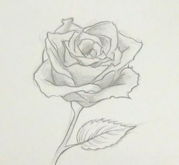 Cómo dibujar una rosa -  Las rosas  son unas flores muy bonitas y que  normalmente son de color rojo …  Dibujos de rosas  Como dibujar rosas   Flores dibujadas a lapiz, dibujos de Rosas A Lápiz, como dibujar Rosas A Lápiz paso a paso