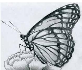 Cómo dibujar una mariposa - 5 pasos (con imágenes)  Mariposas dibujos a  lapiz  Mariposas a lapiz  Bocetos de flores, dibujos de Mariposas A Lápiz, como dibujar Mariposas A Lápiz paso a paso