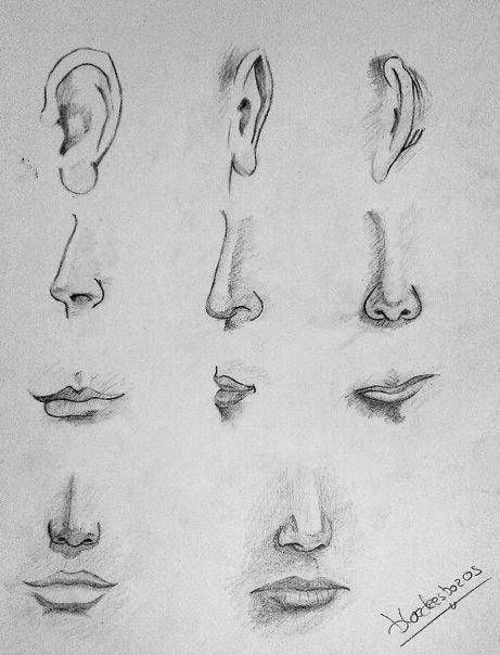 pasos para dibujar una nariz de mujer  Cómo dibujar una nariz  Dibujar  narices  Como dibujar nariz, dibujos de Narices, como dibujar Narices paso a paso