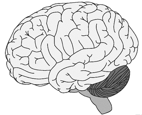 dibujo-del-cerebro-para-colorear - gif (500×404)  Cerebro para colorear   Cerebro para dibujar  Dibujos cerebro, dibujos de Un Cerebro, como dibujar Un Cerebro paso a paso
