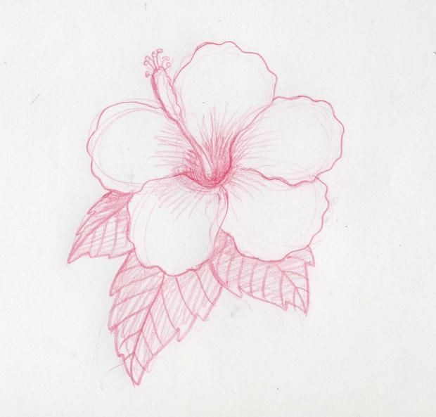 como hacer una flor hawaiana - Buscar con Google  Como dibujar flores   Flores dibujadas a lapiz  Flores a lapiz, dibujos de Una Flor A Lápiz, como dibujar Una Flor A Lápiz paso a paso