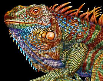Resultado de imagen para iguana multicolor  Color pencil drawing  Pencil  drawings  Animal drawings, dibujos de Una Iguana Multicolor, como dibujar Una Iguana Multicolor paso a paso