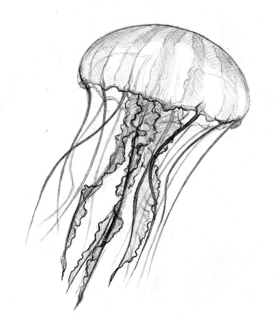 Resultado de imagen de dibujos de medusas  Dibujos de la naturaleza   Dibujos de animales  Dibujos, dibujos de Una Medusa Realista, como dibujar Una Medusa Realista paso a paso