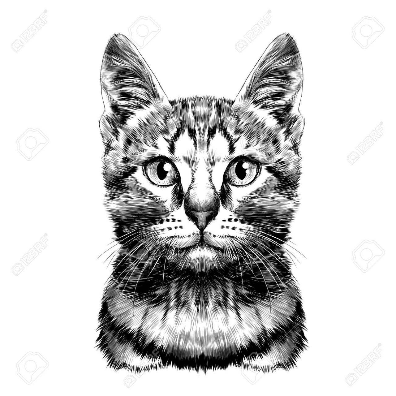 Gato manchado rayado cabeza dibujo simétrico vector gráficos blanco y negro  dibujo, dibujos de Un Gato En Blanco Y Negro, como dibujar Un Gato En Blanco Y Negro paso a paso
