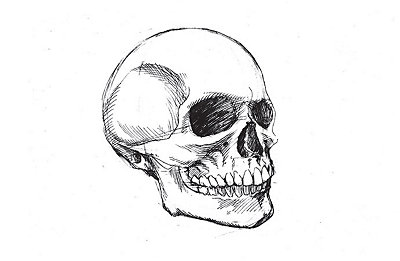 Dibujo detallado de un cráneo humano